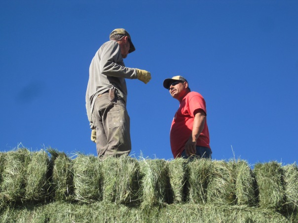 Davie and his ranch hand, Martine bucking some certified organic hay.