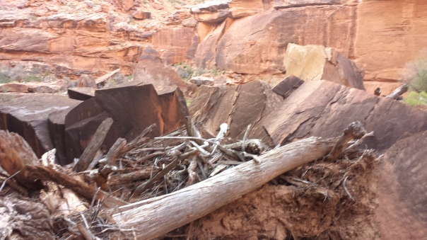 One of many log jambs and rock slides to negotiate. This log jamb is 70-100' above the canyon floor! The fury of flooding, just imagine!